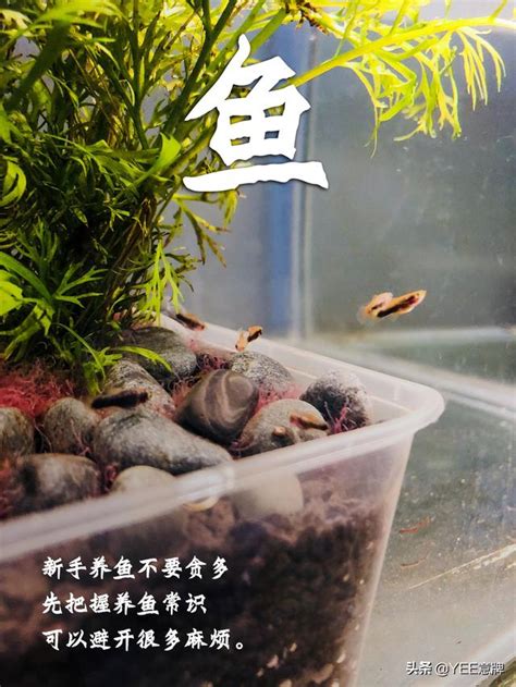 魚缸魚數量計算|魚缸養多少魚合適，這個公式告訴你，再也不用請教別。